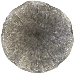 Silver color