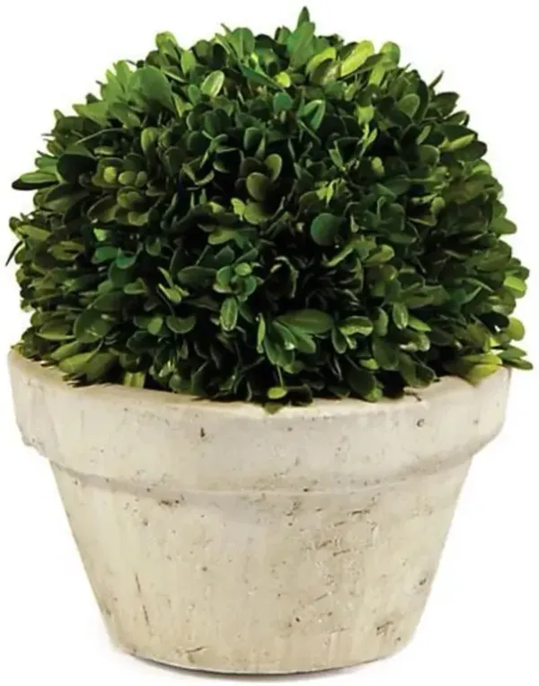 Marin French Country Green Boxwood in Pot - Large