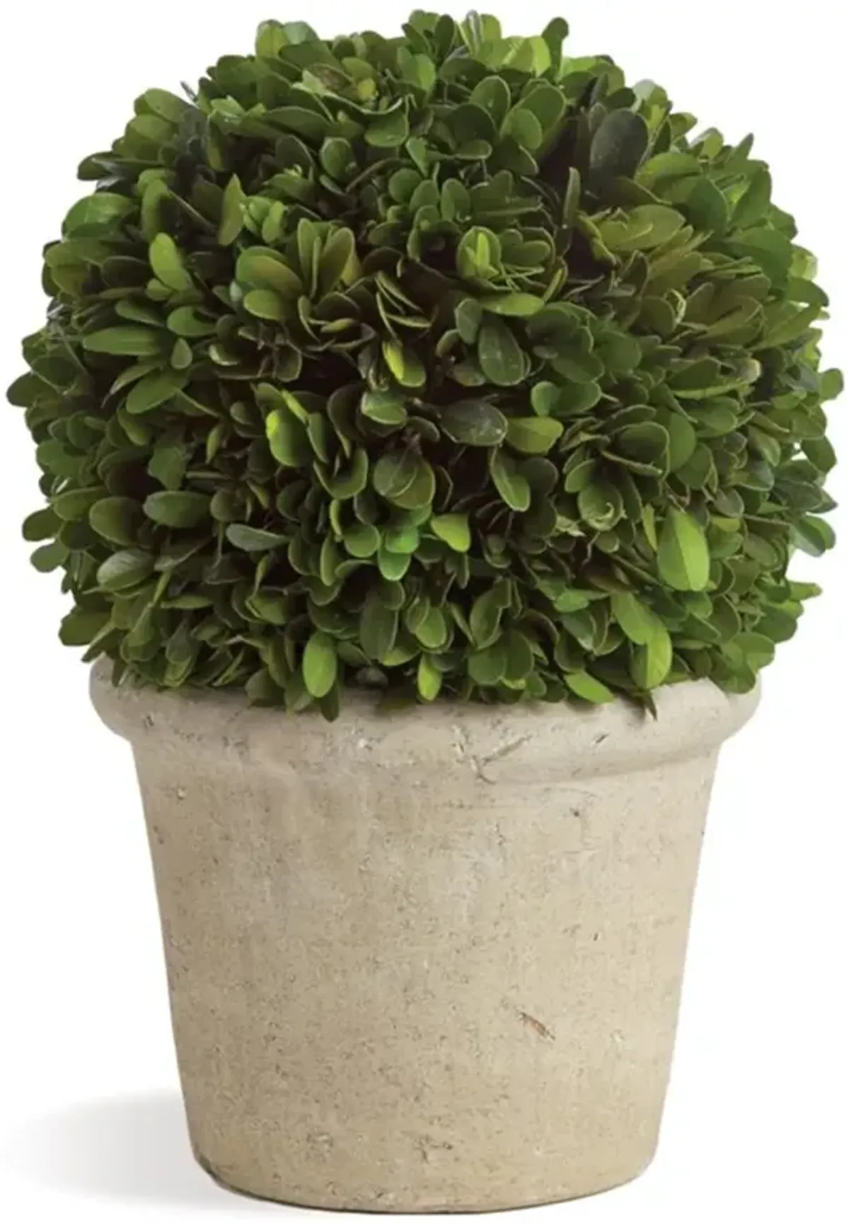 Marin French Country Preserved Potted Boxwood Sphere - Small