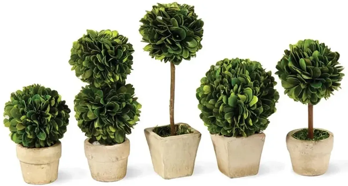 Marin French Country Green Boxwood Potted Mini Topiaries - Set of 5