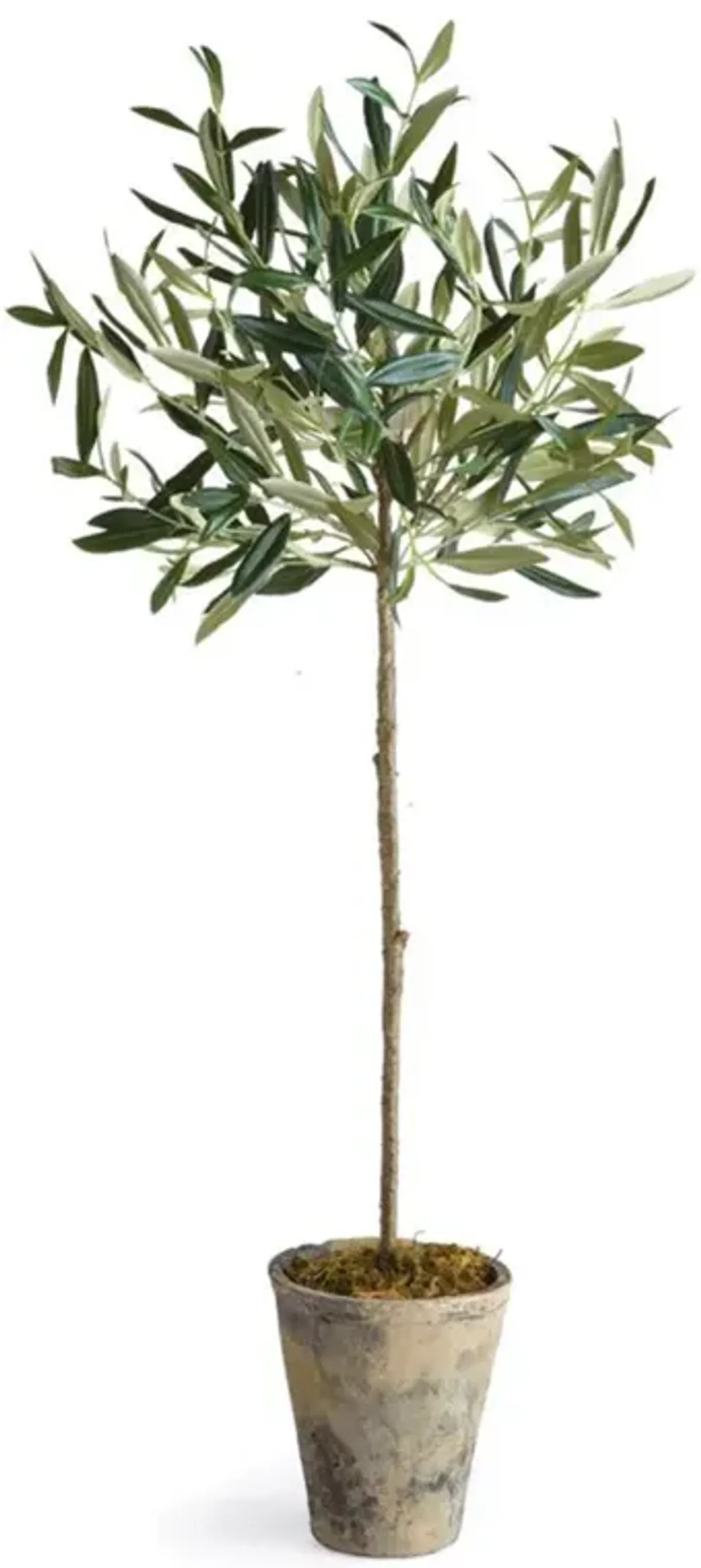 Ryan French Country Beige Ceramic Potted Olive Tree - Small