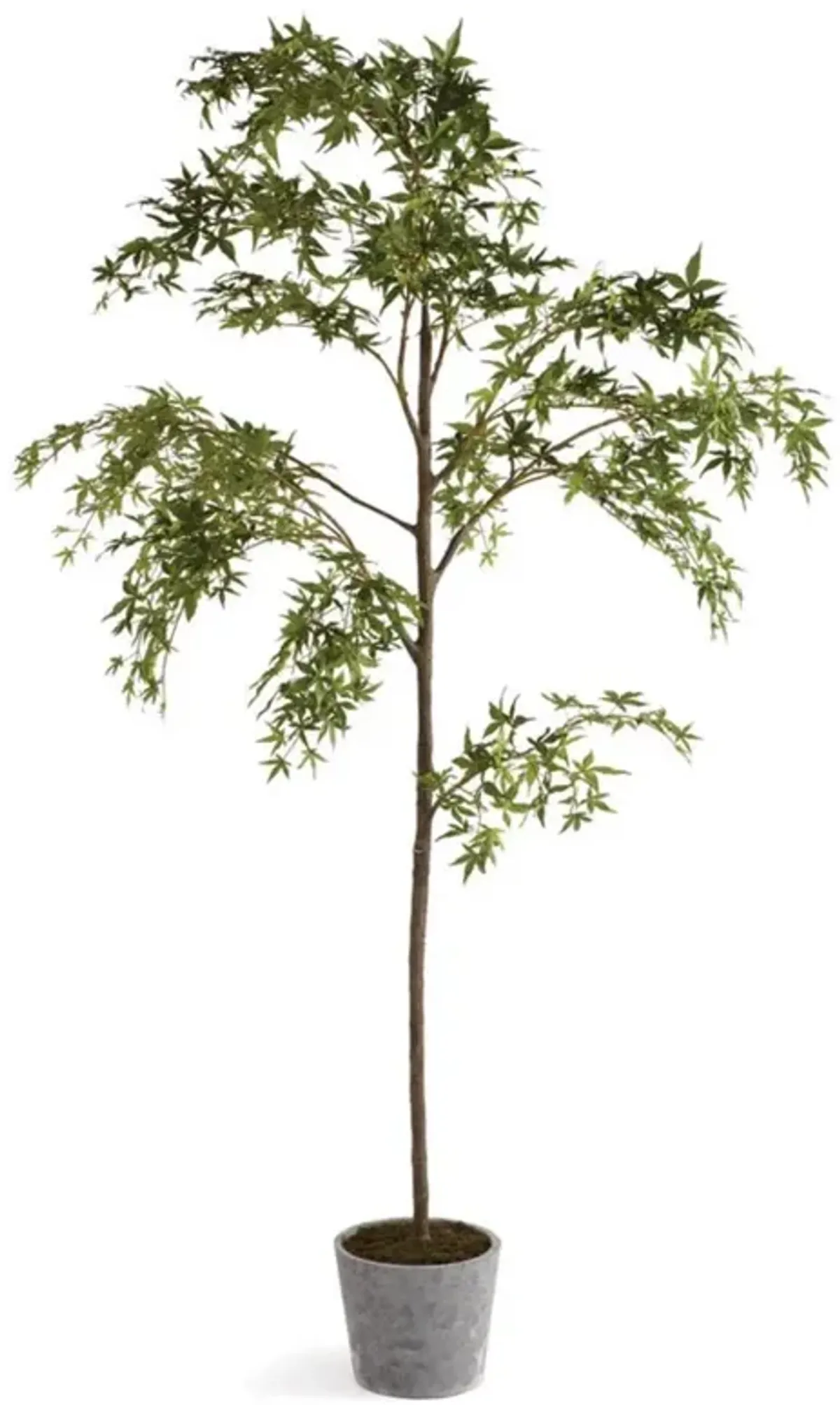 Celeste French Country Green Potted Maple Tree