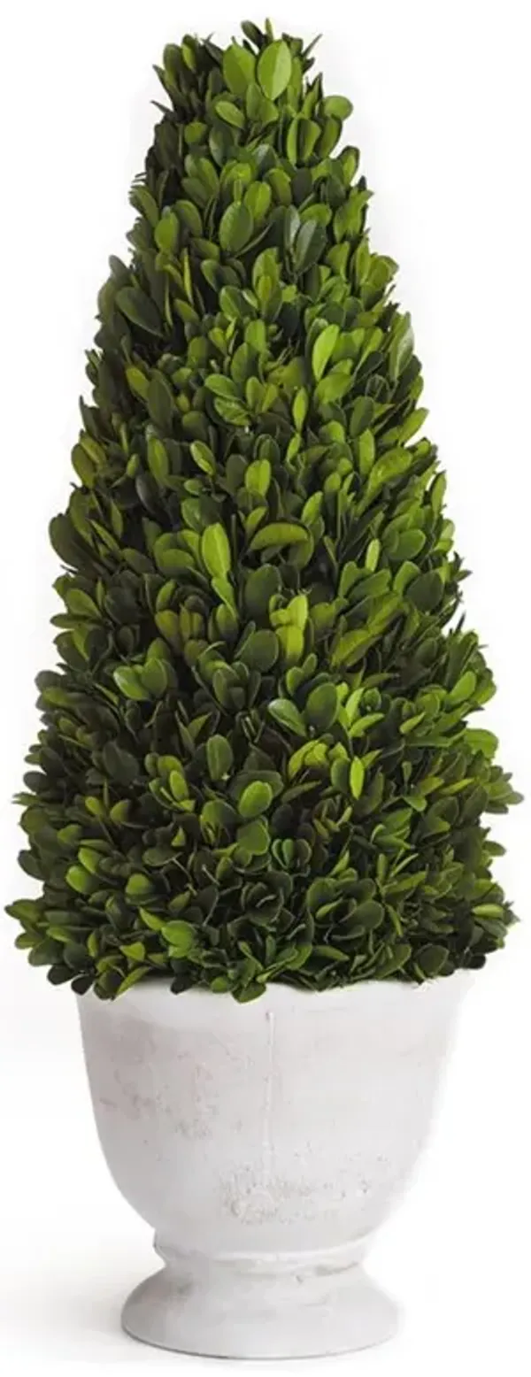 Asher French Country Green Boxwood Cone Potted Topiary