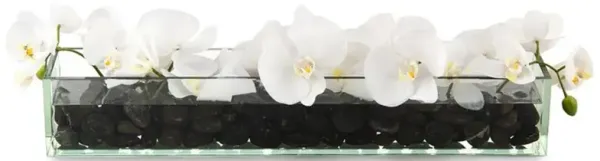 John-Richard Domino Modern Classic White Phalaenopsis Orchids