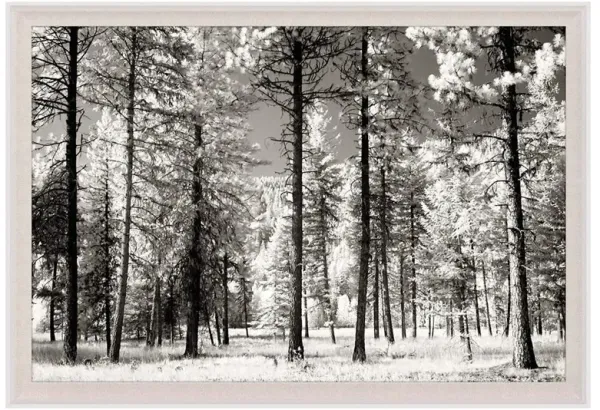 Karen Rustic Lodge The Trees Nature White Wood Frame Photograph