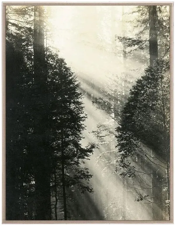 Faye Rustic Lodge Redwood Trees Nature Acrylic Frame Photograph