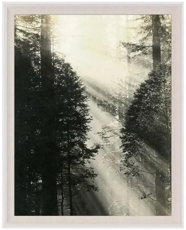 Faye Rustic Lodge Redwood Trees Nature White Wood Frame Photograph