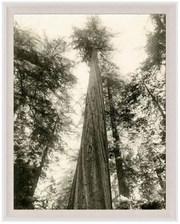 Kevn Rustic Lodge Tall Redwood Trees Nature White Wood Frame Photograph