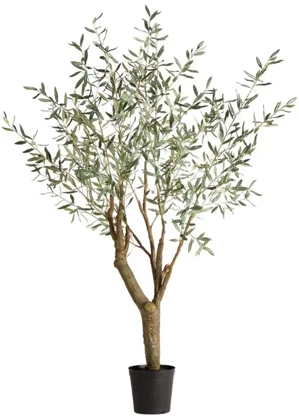 Apollo French Country Green Grand Olive Drop In Potted Tree - Small