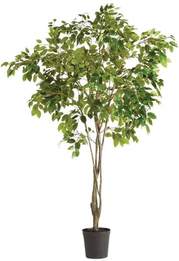 Artemis French Country Green Grand Ficus Drop In Potted Tree - Small
