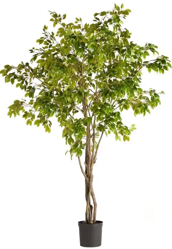 Artemis French Country Green Grand Ficus Drop In Potted Tree - Large