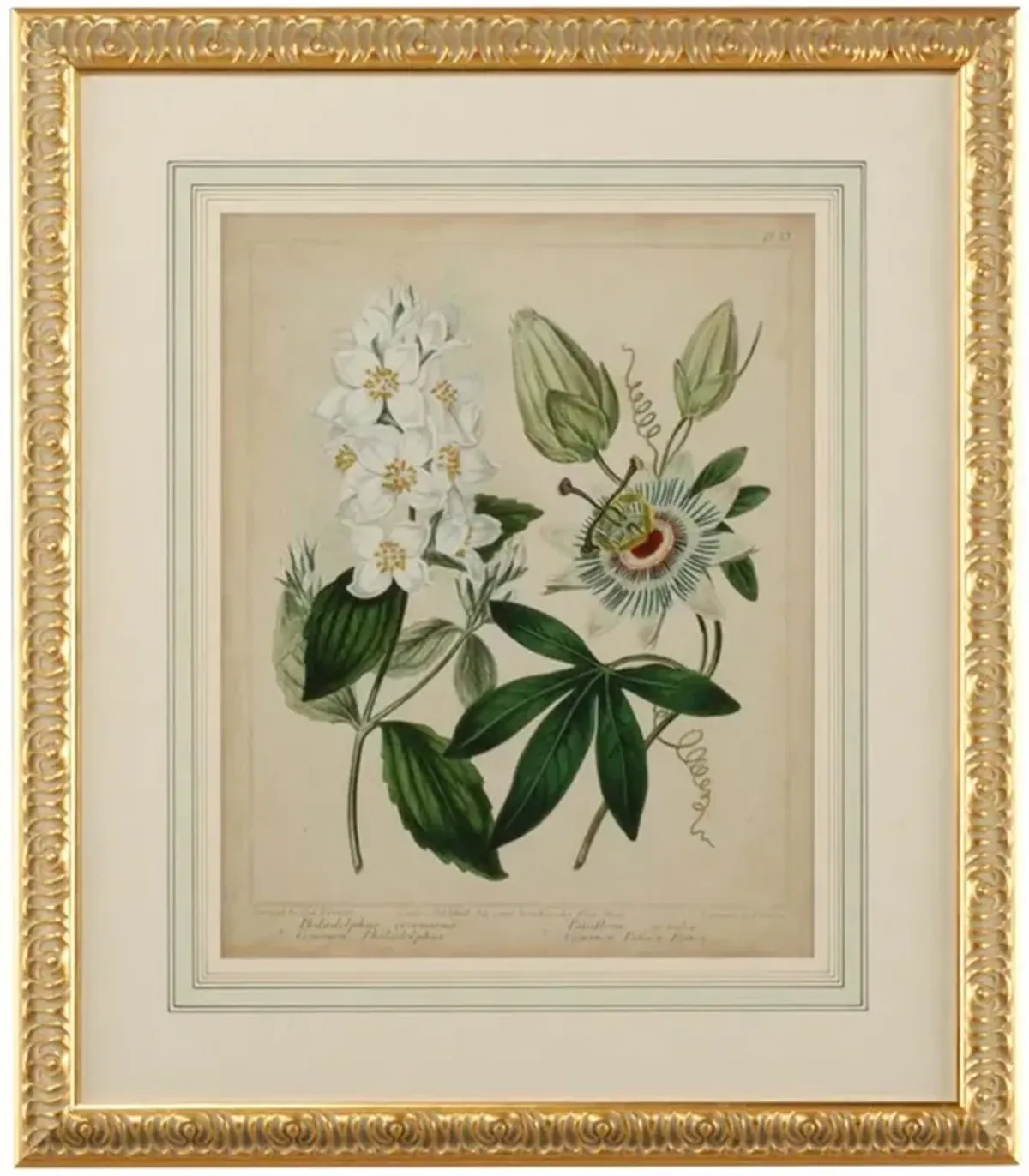Sera French Country Cottage Florals II Gold Leaf Frame Illustration