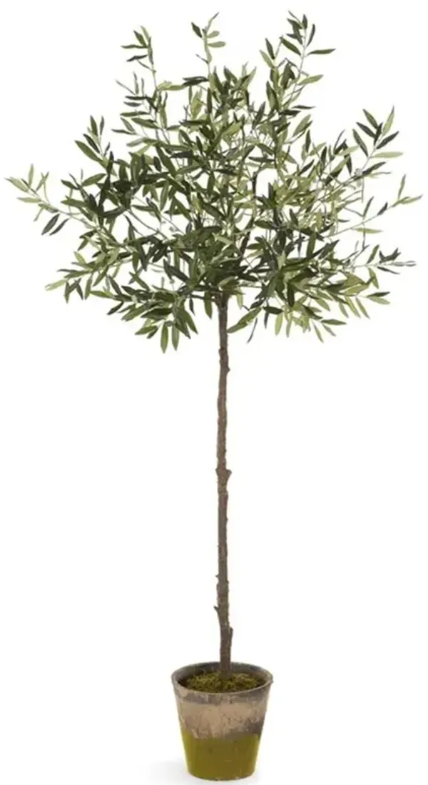Lianne French Country Moss Potted Green Olive Tree