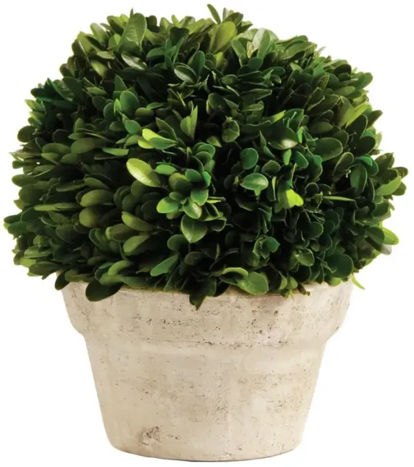 Marin French Country Green Boxwood in Pot - Small