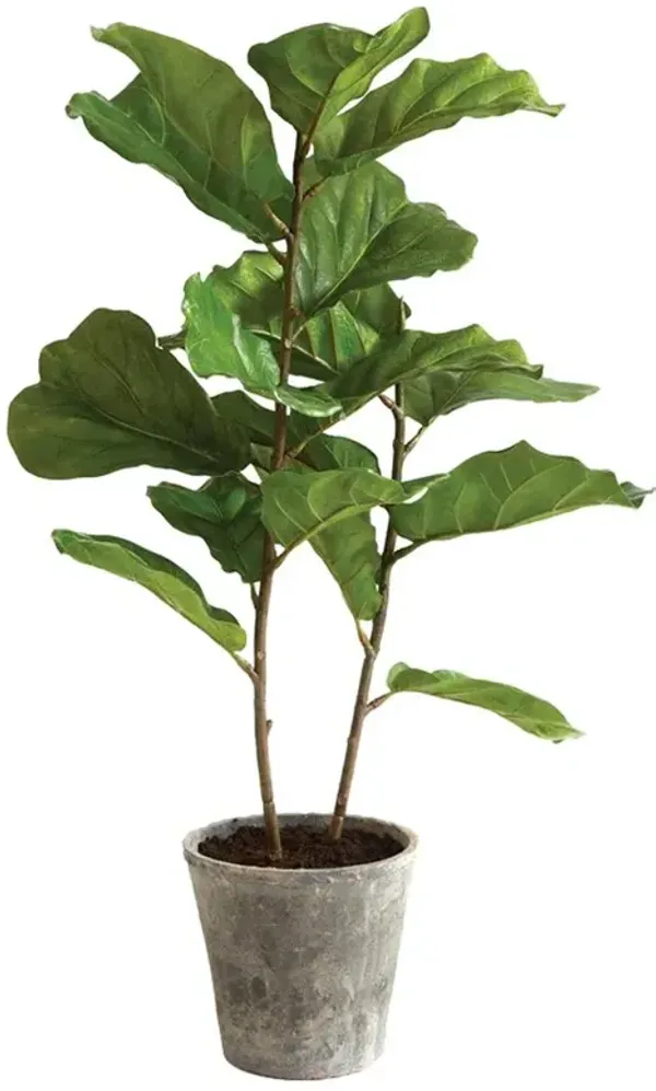 Fida French Country Green Fiddle Leaf Grey Ceramic Potted Fig Tree - Small