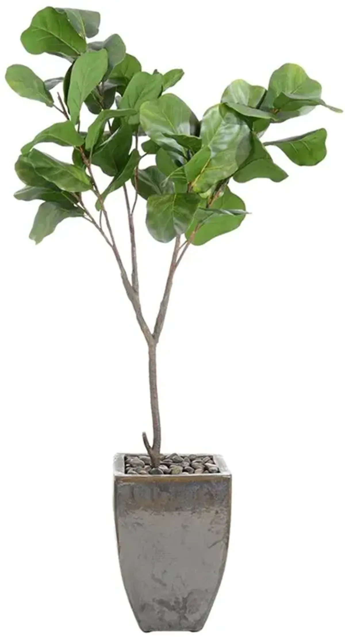 John-Richard Rocky French Country Green Fiddle Leaf Potted Fig Tree