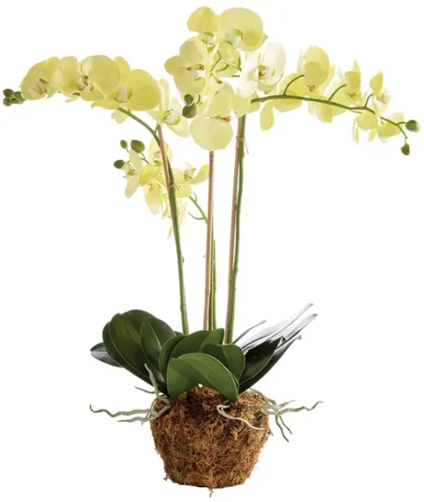 Angel French Country Yellow Phalaenopsis Orchid Drop In Faux Floral - Large