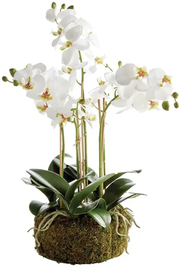 Angel French Country White Phalaenopsis Orchid Bowl Drop In Faux Floral