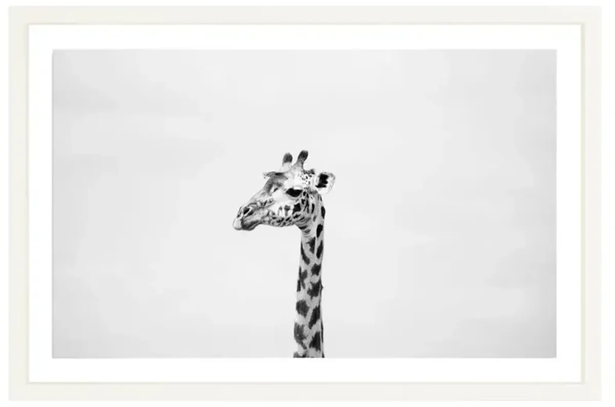 Gerald the Giraffe Photograph by Amanda Anderson - 24x36