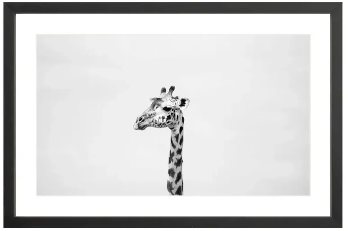Gerald the Giraffe Photograph by Amanda Anderson - 16x24