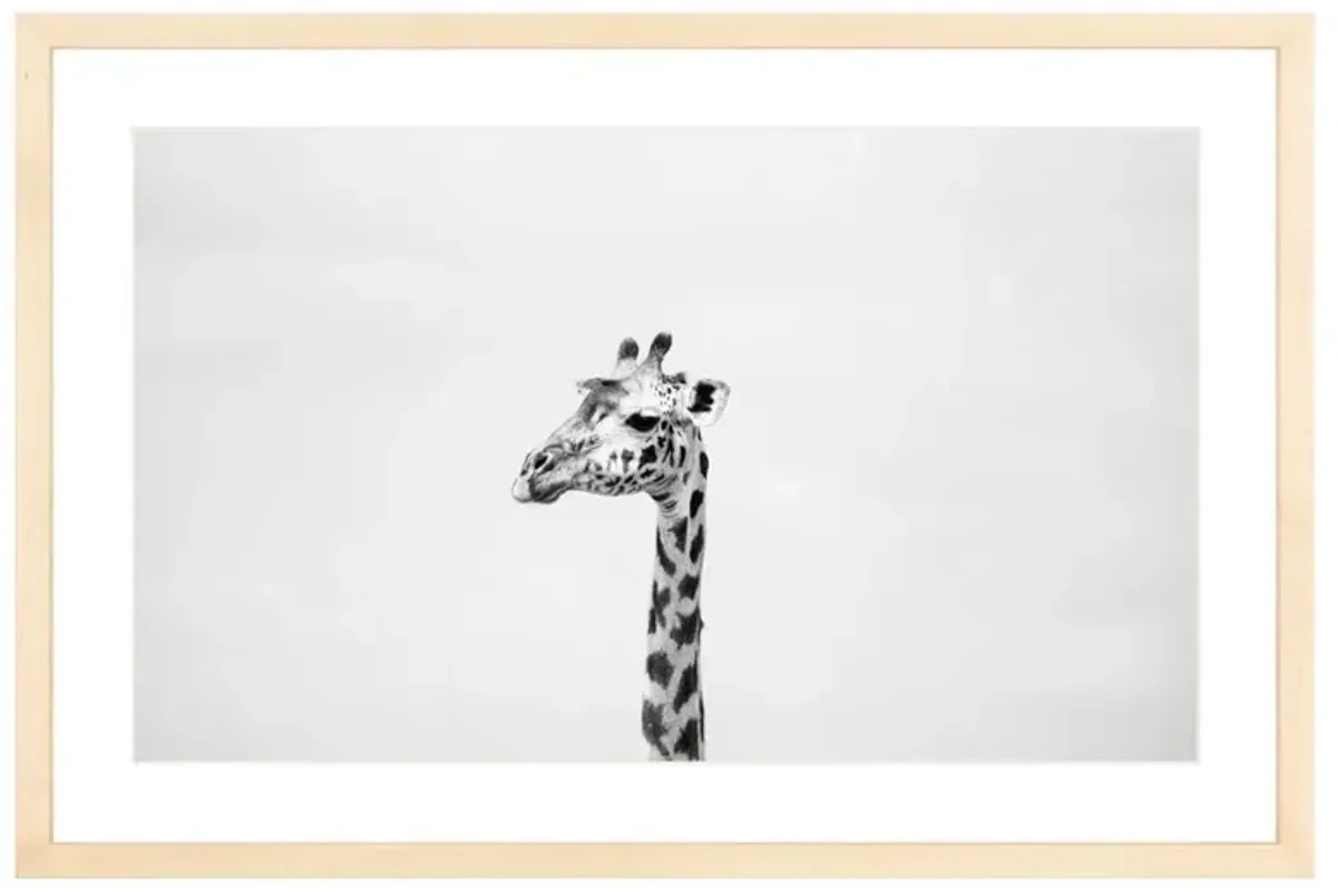Gerald the Giraffe Photograph by Amanda Anderson - 16x24