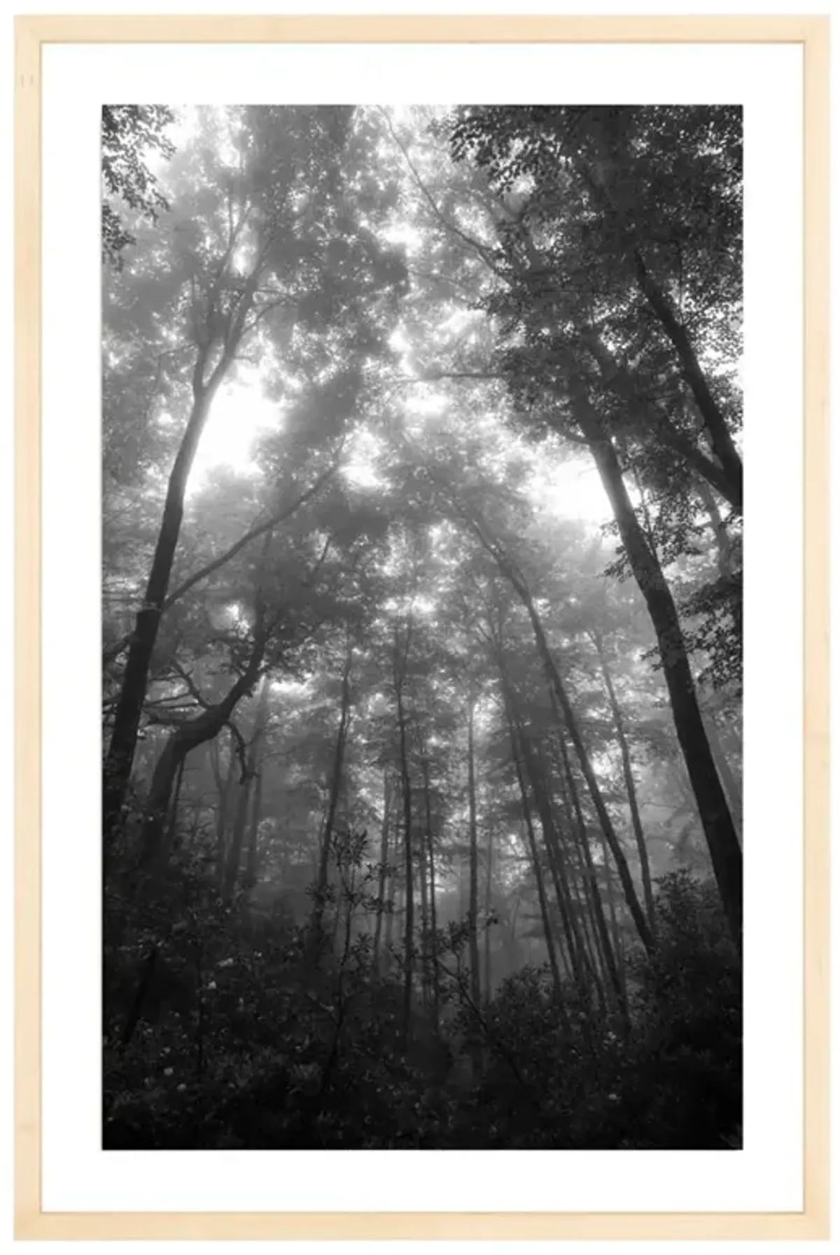 Mountain Mist Photograph by Amanda Anderson - 30x20