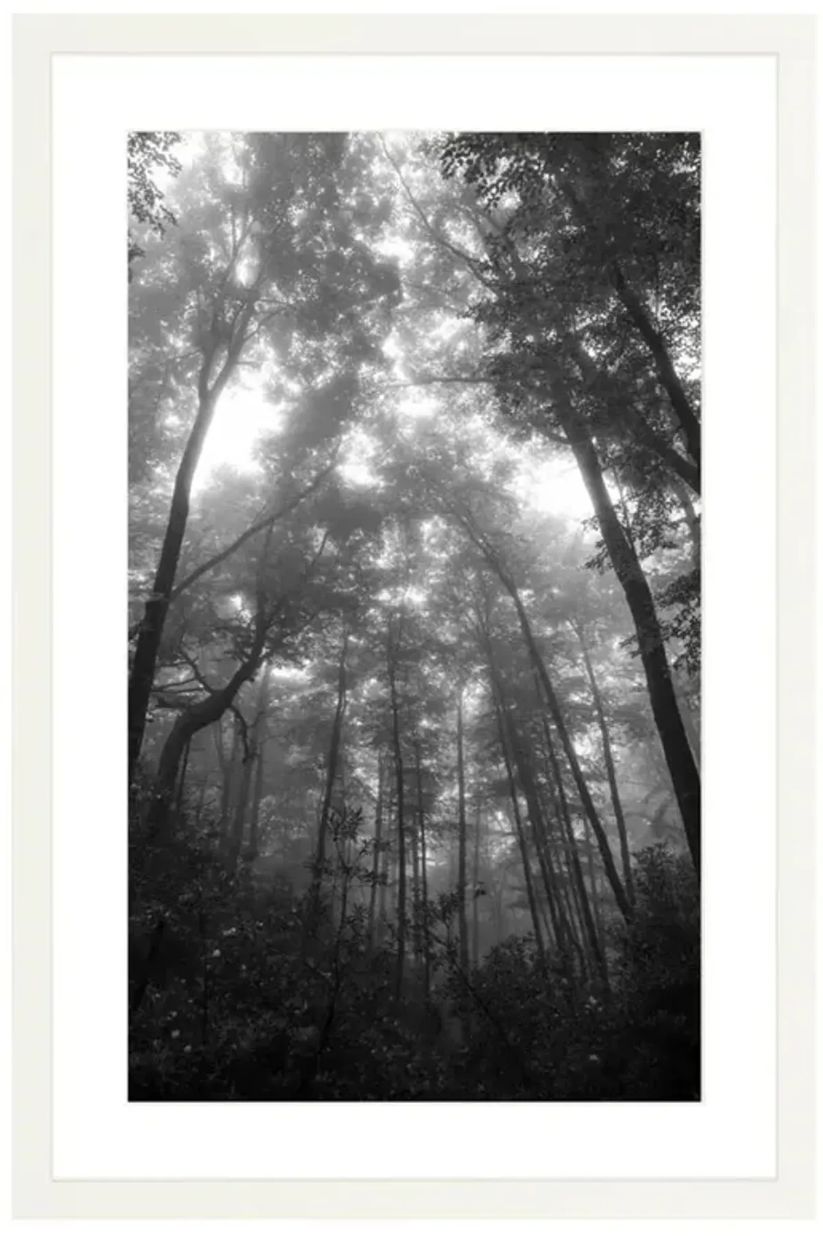 Mountain Mist Photograph by Amanda Anderson - 24x16
