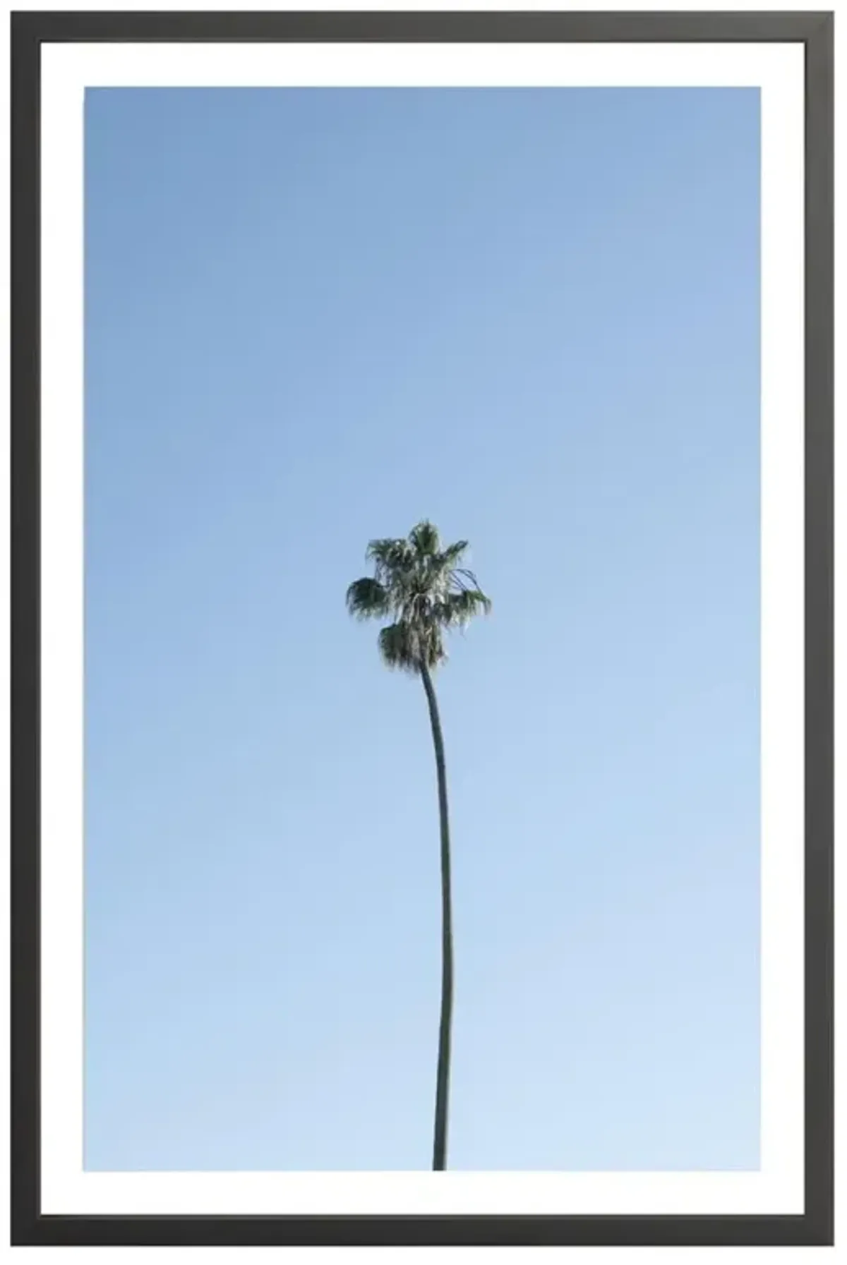 Solo Palm Photograph by Amanda Anderson - 42x28