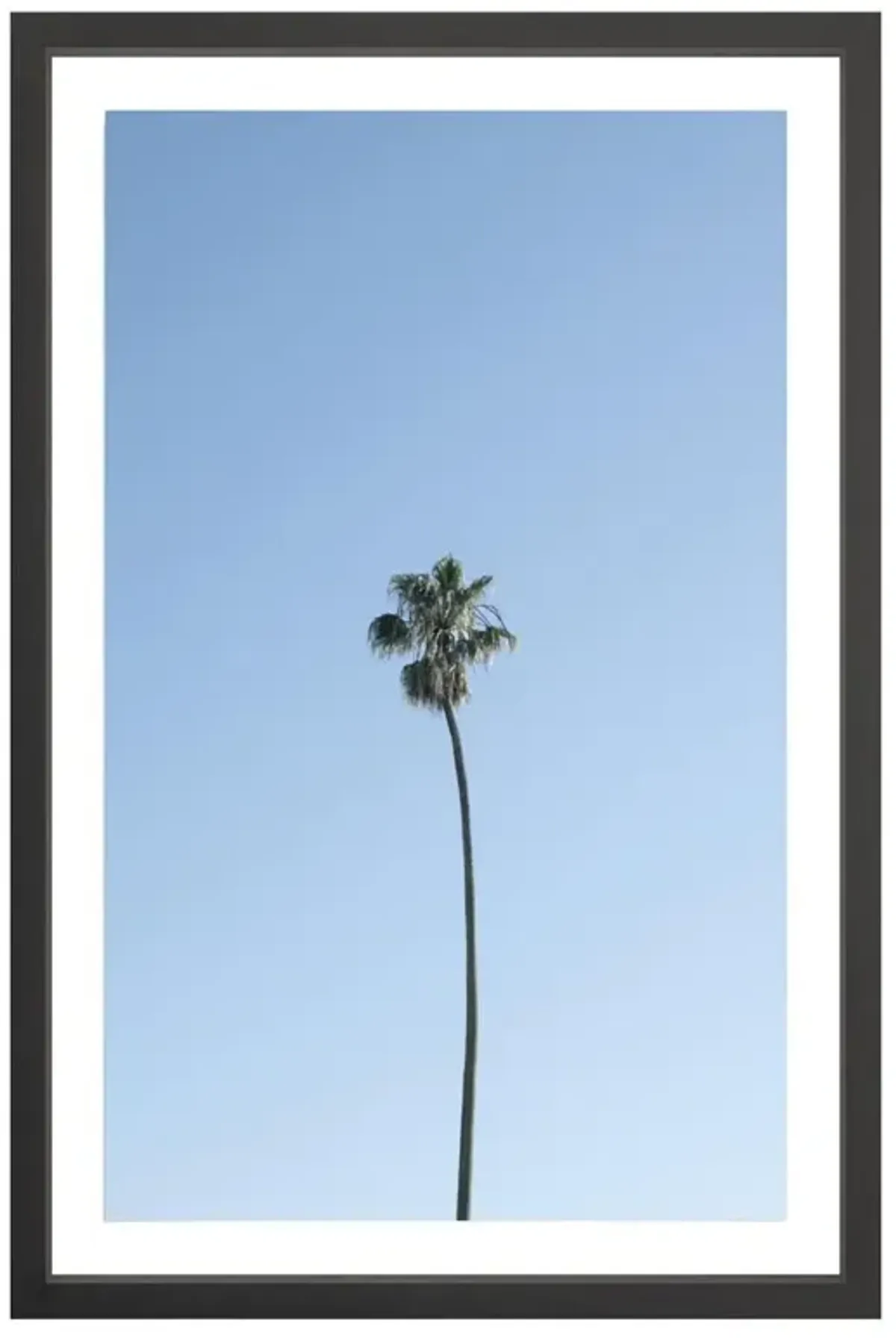 Solo Palm Photograph by Amanda Anderson - 36x24