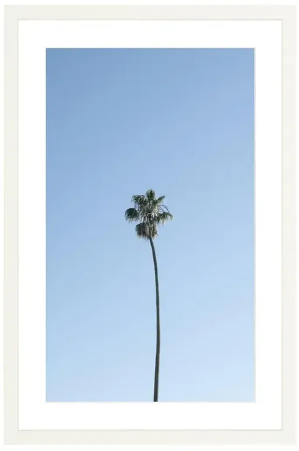 Solo Palm Photograph by Amanda Anderson - 24x16