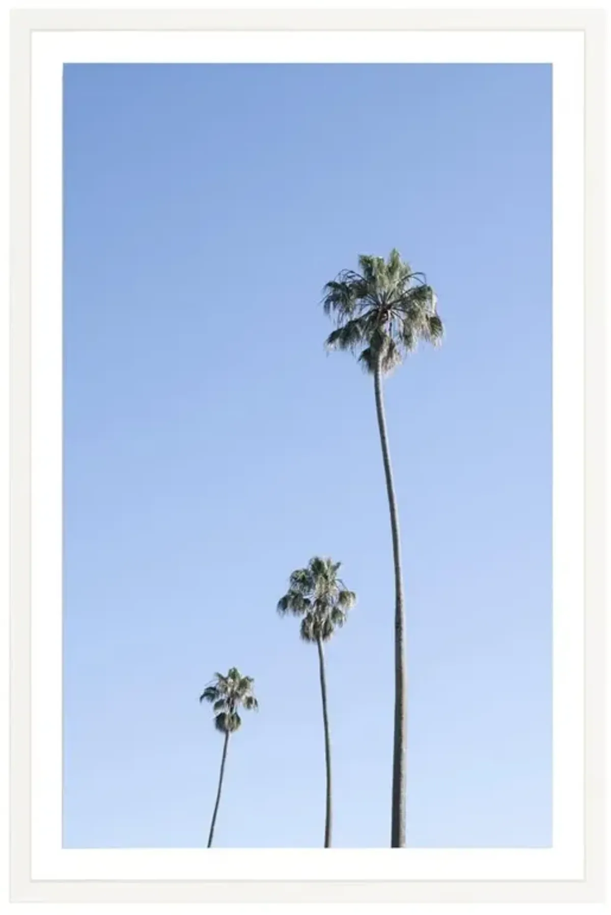 Triple Palm Photograph by Amanda Anderson - 42x28