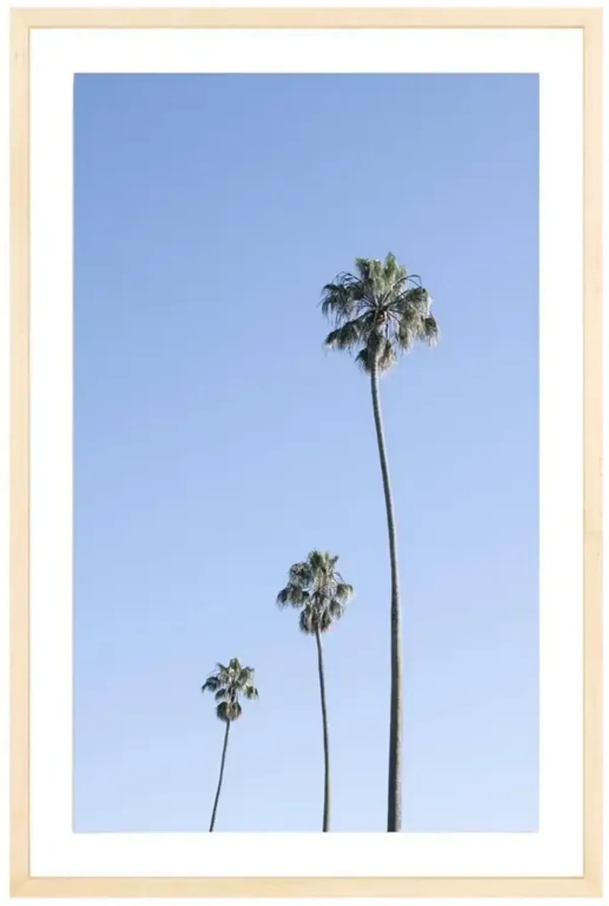 Triple Palm Photograph by Amanda Anderson - 30x20