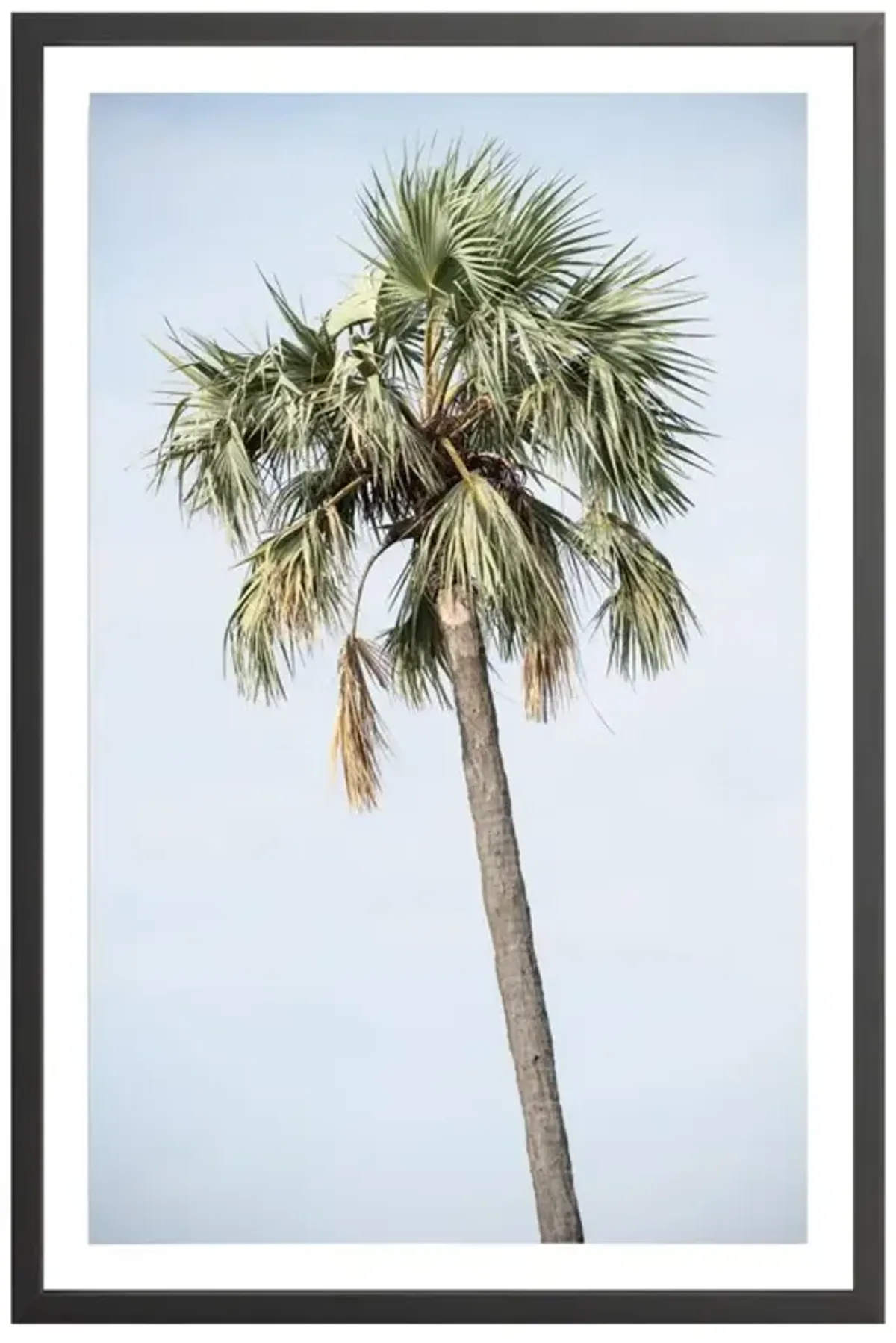 Tanzanian Palm Photograph by Amanda Anderson - 42x28