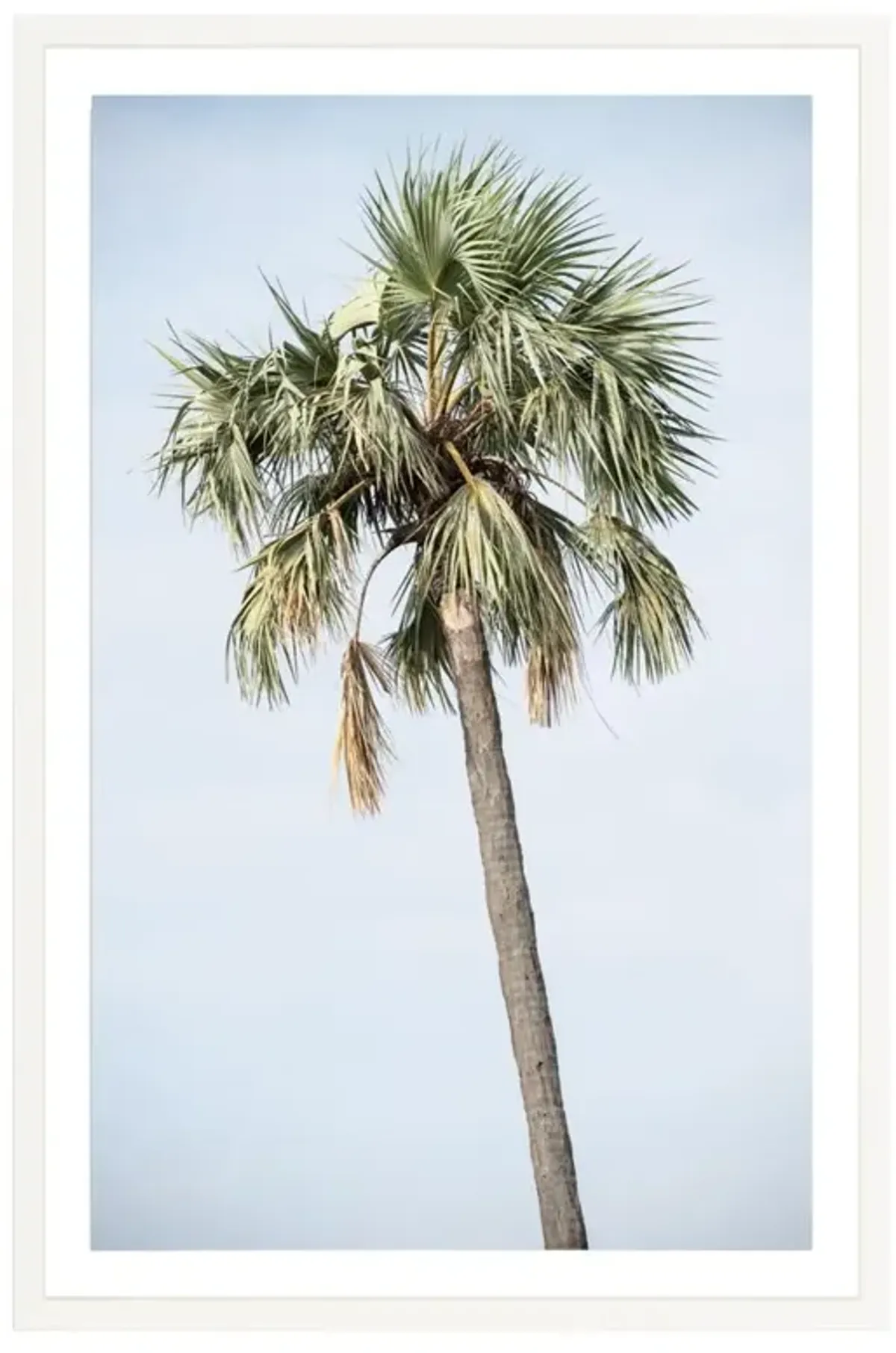 Tanzanian Palm Photograph by Amanda Anderson - 42x28