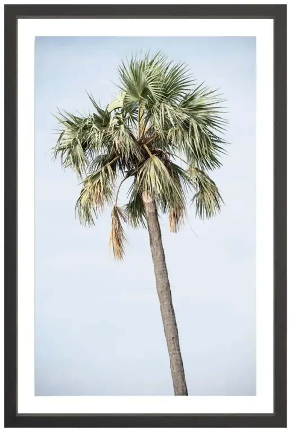 Tanzanian Palm Photograph by Amanda Anderson - 36x24