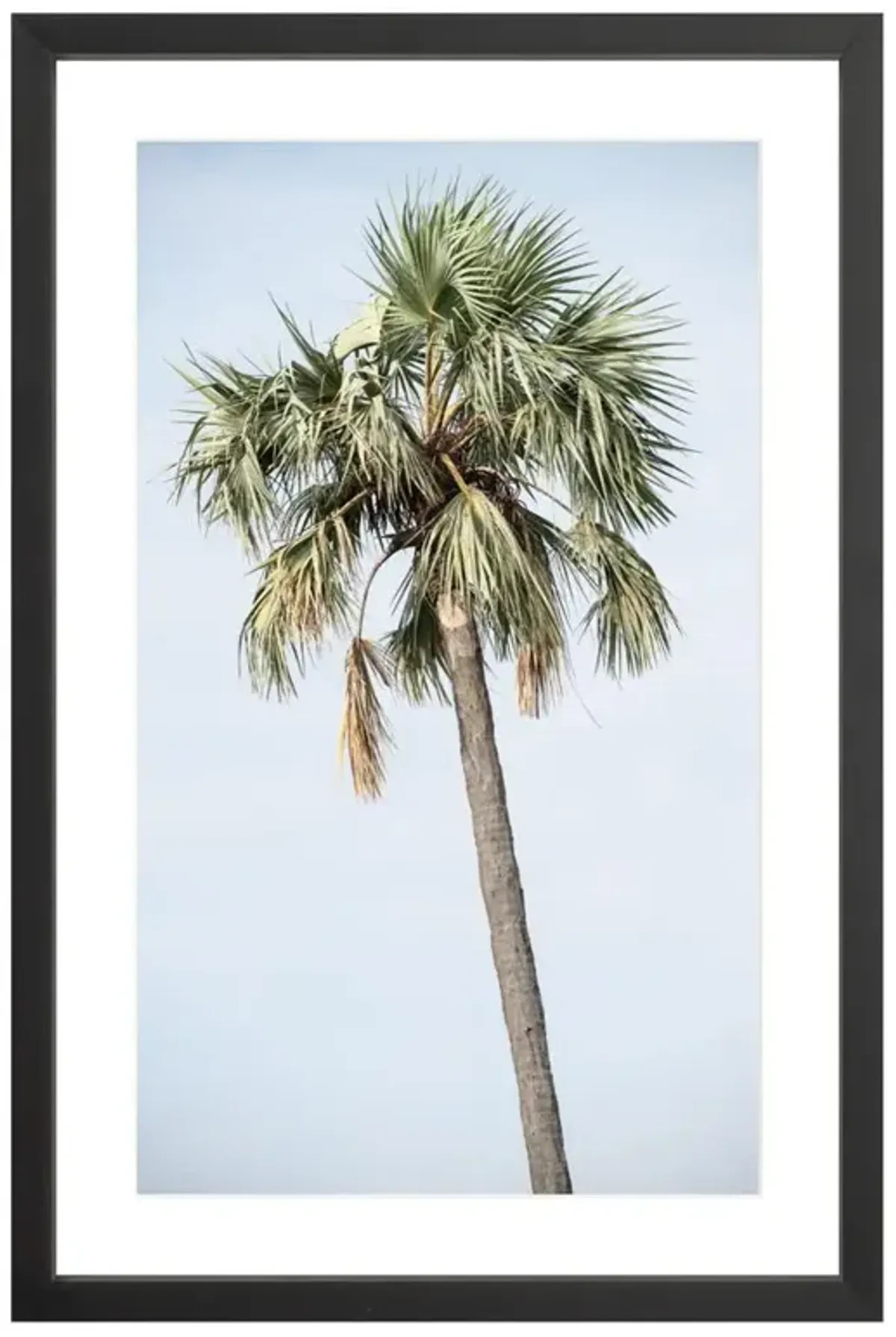Tanzanian Palm Photograph by Amanda Anderson - 24x16