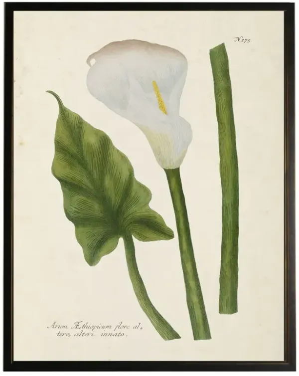 Avina French Country Green Calla Lilly Black Frame Illustration - 10x8