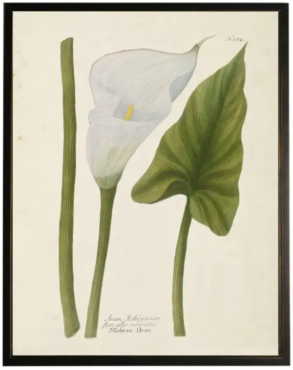 Camellia French Country Green Calla Lilly Black Frame Illustration - 28x22