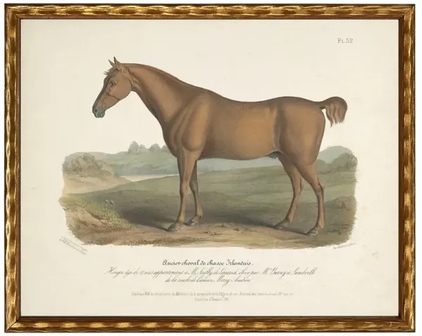 Evelaine Updated Traditional Brown Horse Gold Frame Illustration - 8x10
