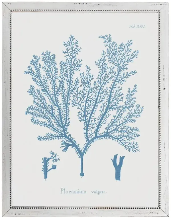 Gale Coastal Beach Blue Coral White Frame Illustration - 20x16