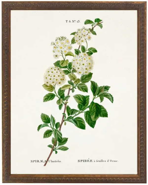 Lilou French Country White Spirea Gold Beaded Frame Illustration - 16x12
