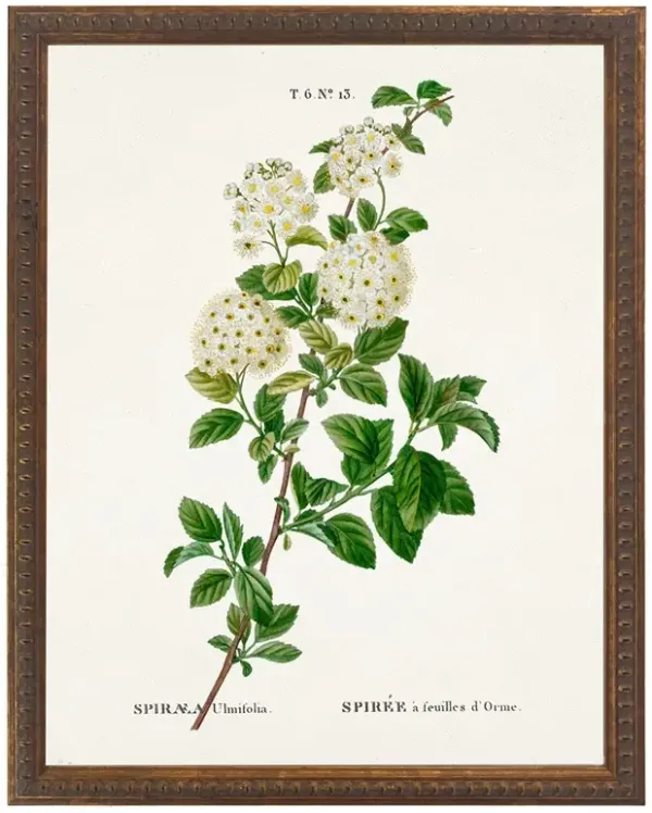 Lilou French Country White Spirea Gold Beaded Frame Illustration - 30x24