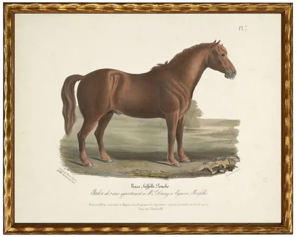 Merrick Updated Traditional Brown Horse Gold Frame Illustration - 8x10