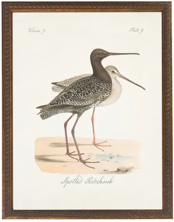 Serein Traditional Brown Redshank Bird Antique Gold Frame Painting - 16x12