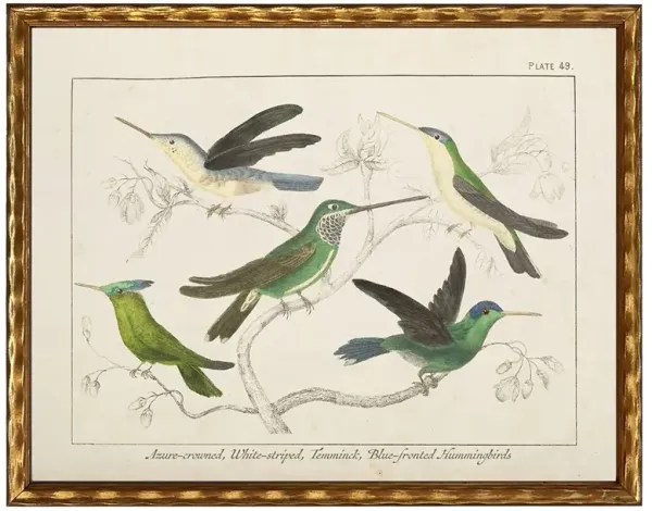 Meridee Traditional Green Hummingbird Gold Frame Illustration - 12x16