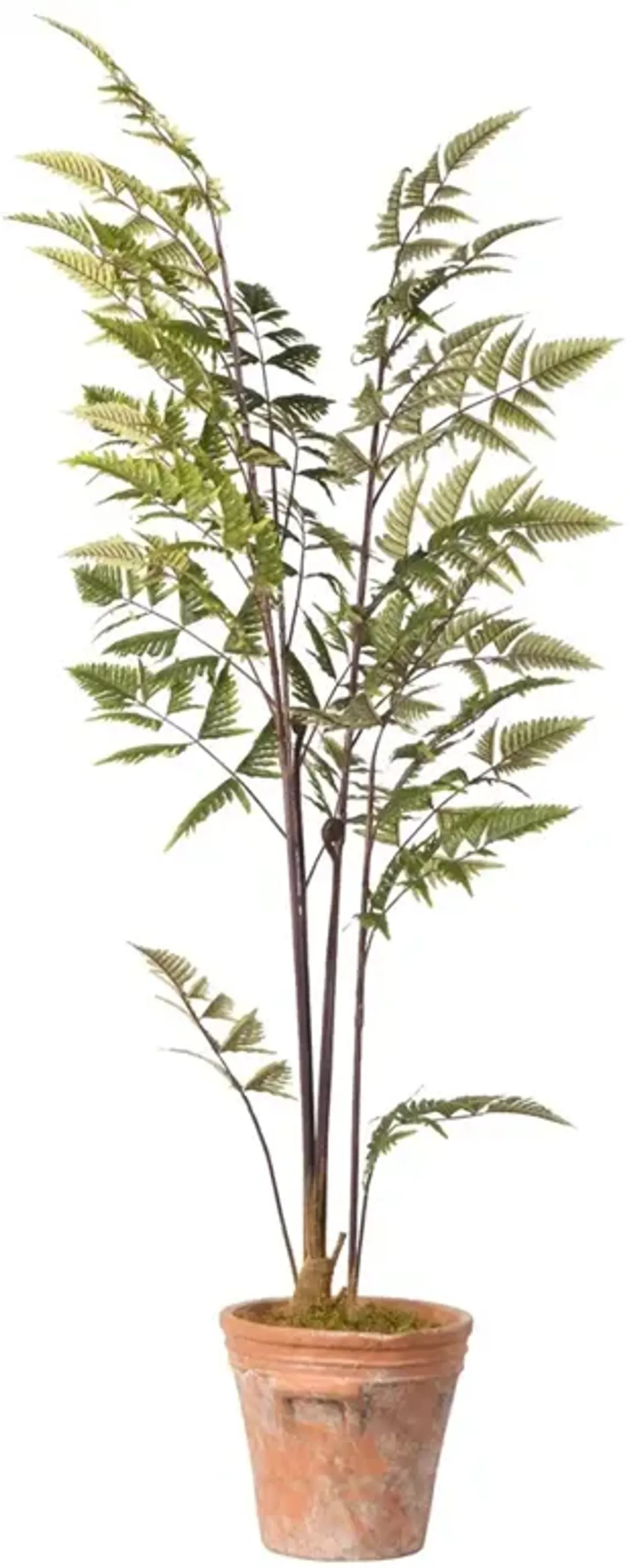 Keaton Updated Traditional Green Faux Leather Fern Planter