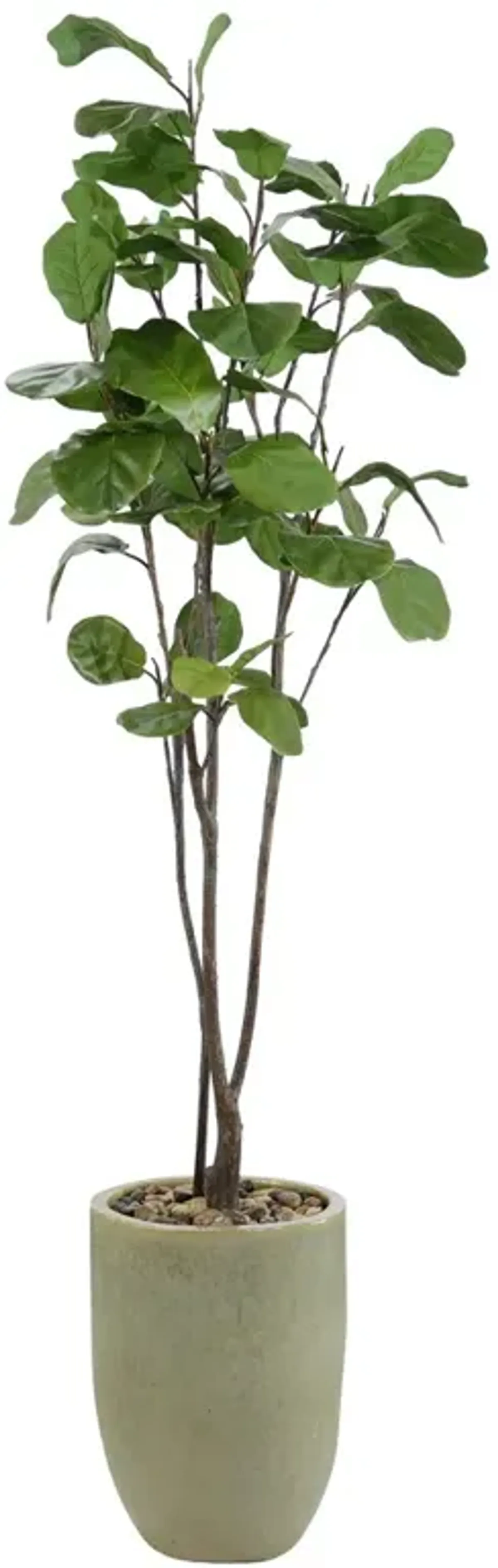 John Richard Tall & Slender Traditional Green Fiddle Leaf Fig Tree Glazed Pot