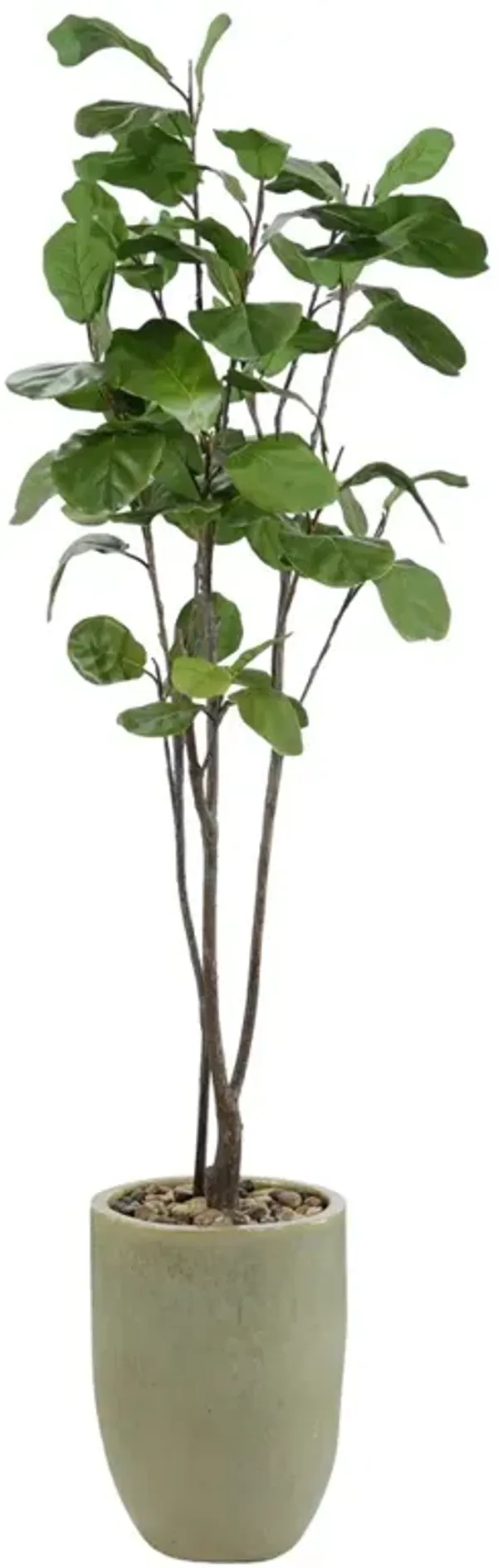 John Richard Tall & Slender Traditional Green Fiddle Leaf Fig Tree Glazed Pot