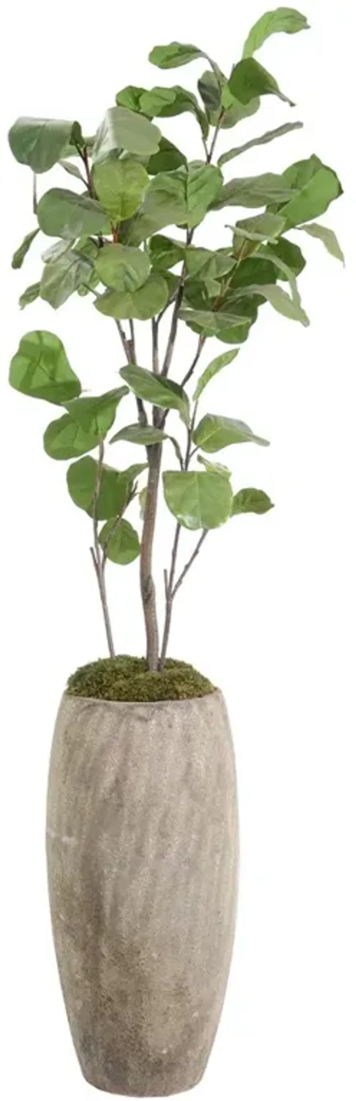 John Richard Modern Classic Green Slender Fiddle Leaf Fig Tree