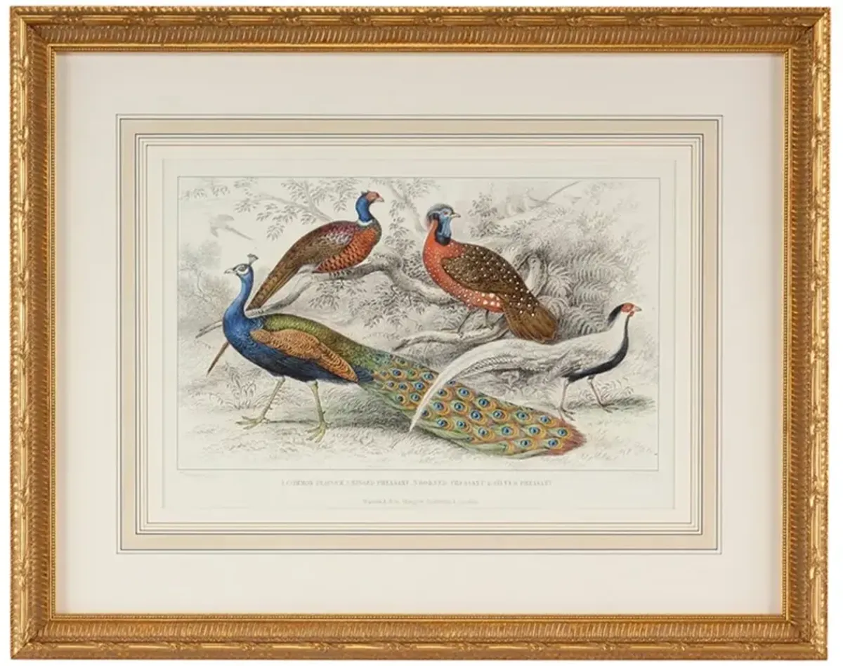 Jareth Traditional Peacock and Pheasant Gold Leaf Frame Illustration - 22x28